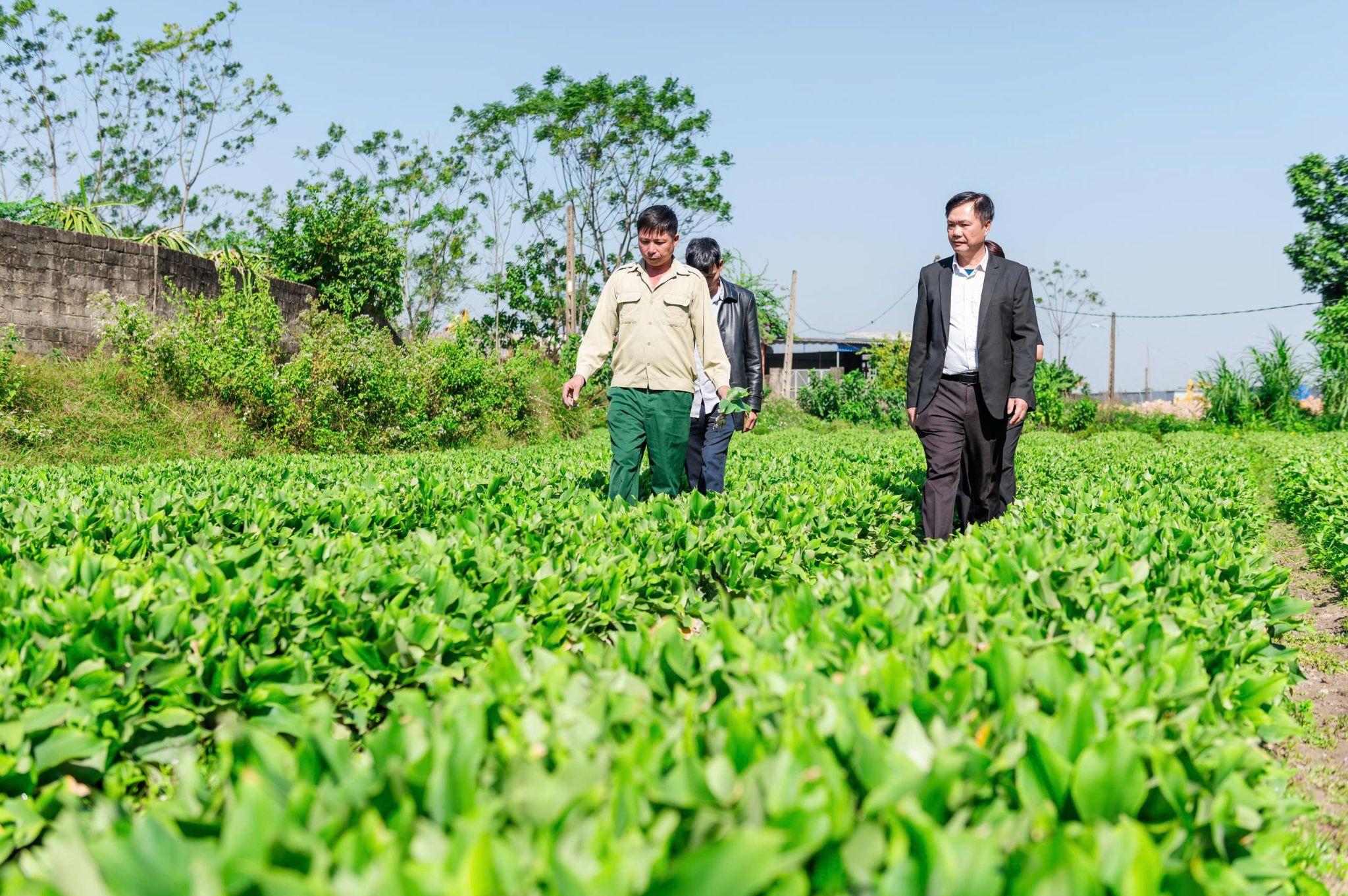 Đồng hành cùng nông dân tại vùng trồng dược liệu