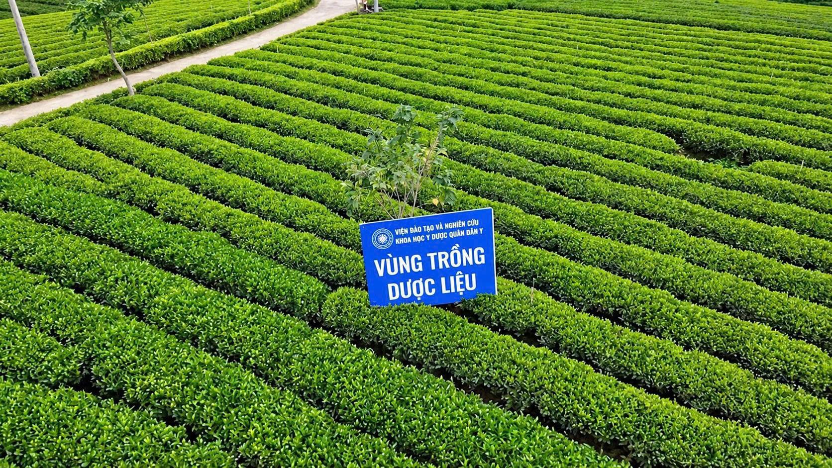 Vùng trồng dược liệu được nghiên cứu và chuẩn hóa