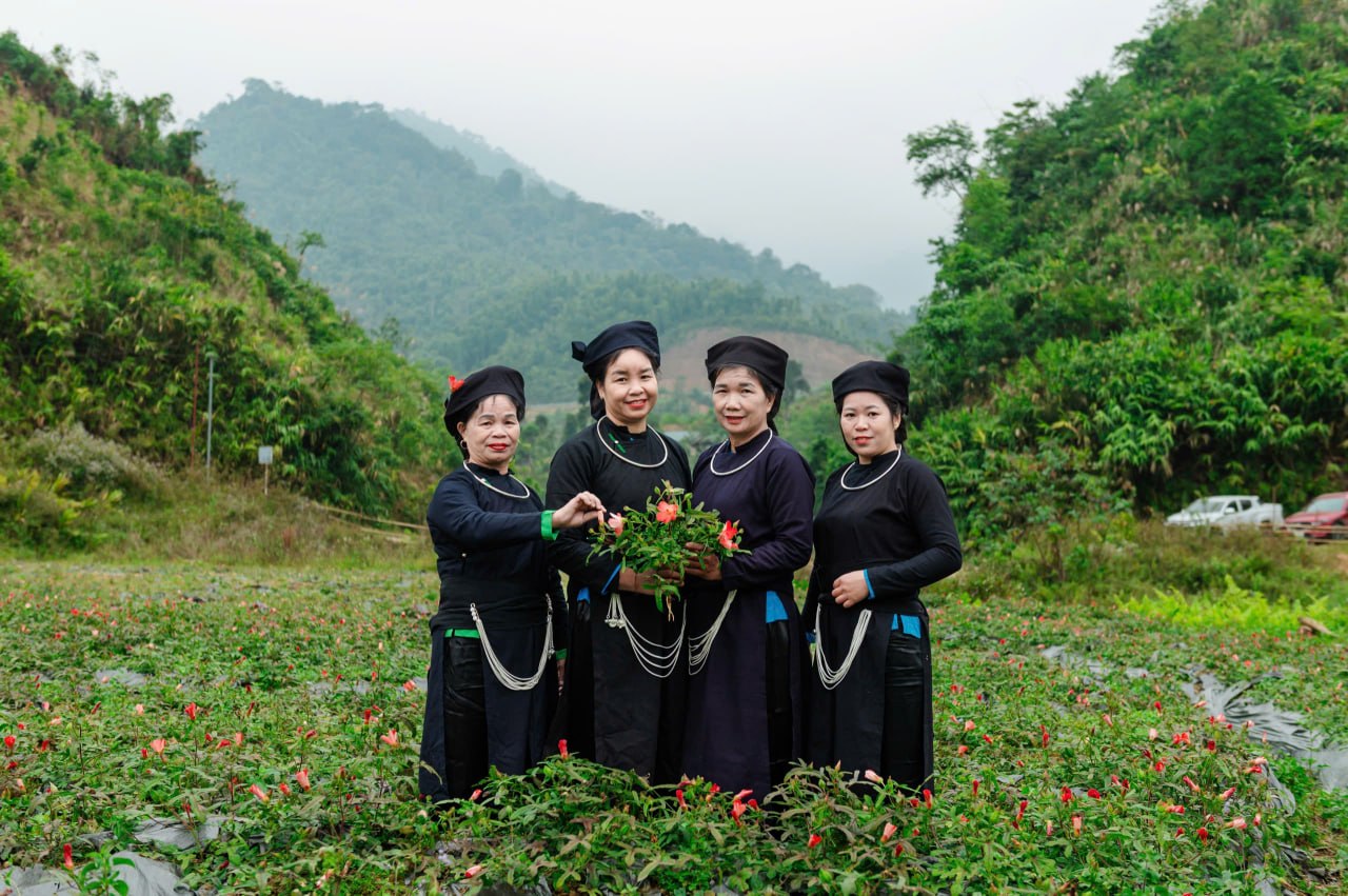 Người dân tại vùng trồng dược liệu Tinh Hoa Phương Đông