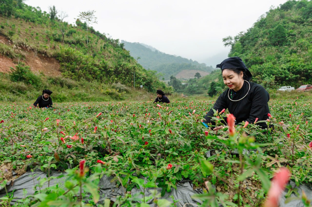 Người dân chăm sóc vùng trồng dược liệu