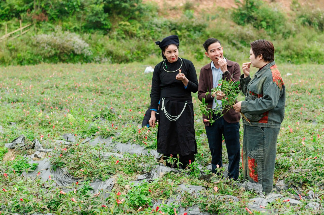 Thăm và đánh giá vùng trồng dược liệu
