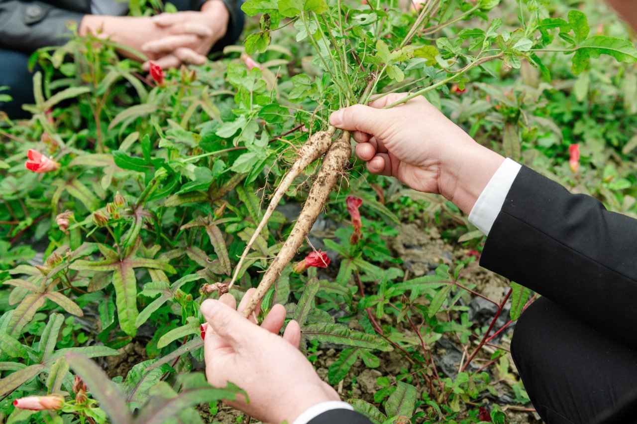 Thu hoạch và kiểm tra dược liệu tại vùng trồng