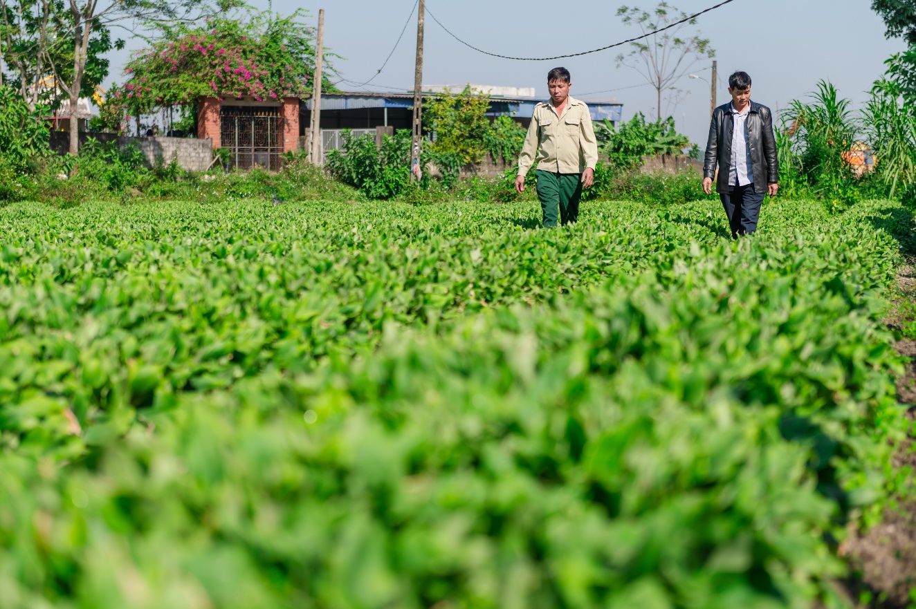 Liên kết hộ cá thể phát triển vùng trồng