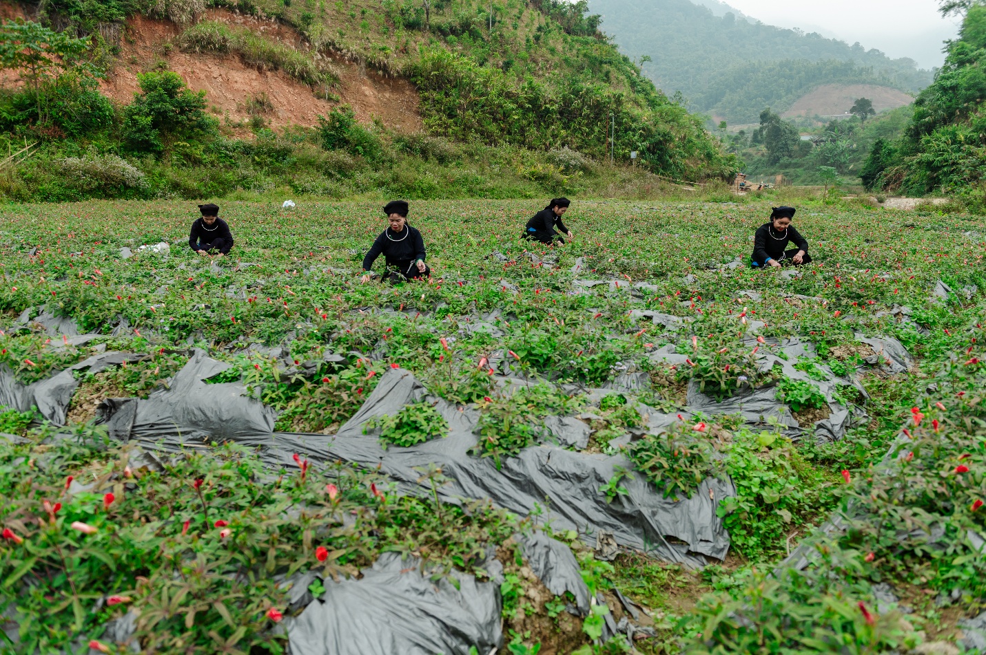 Vùng trồng Sâm Bố Chính